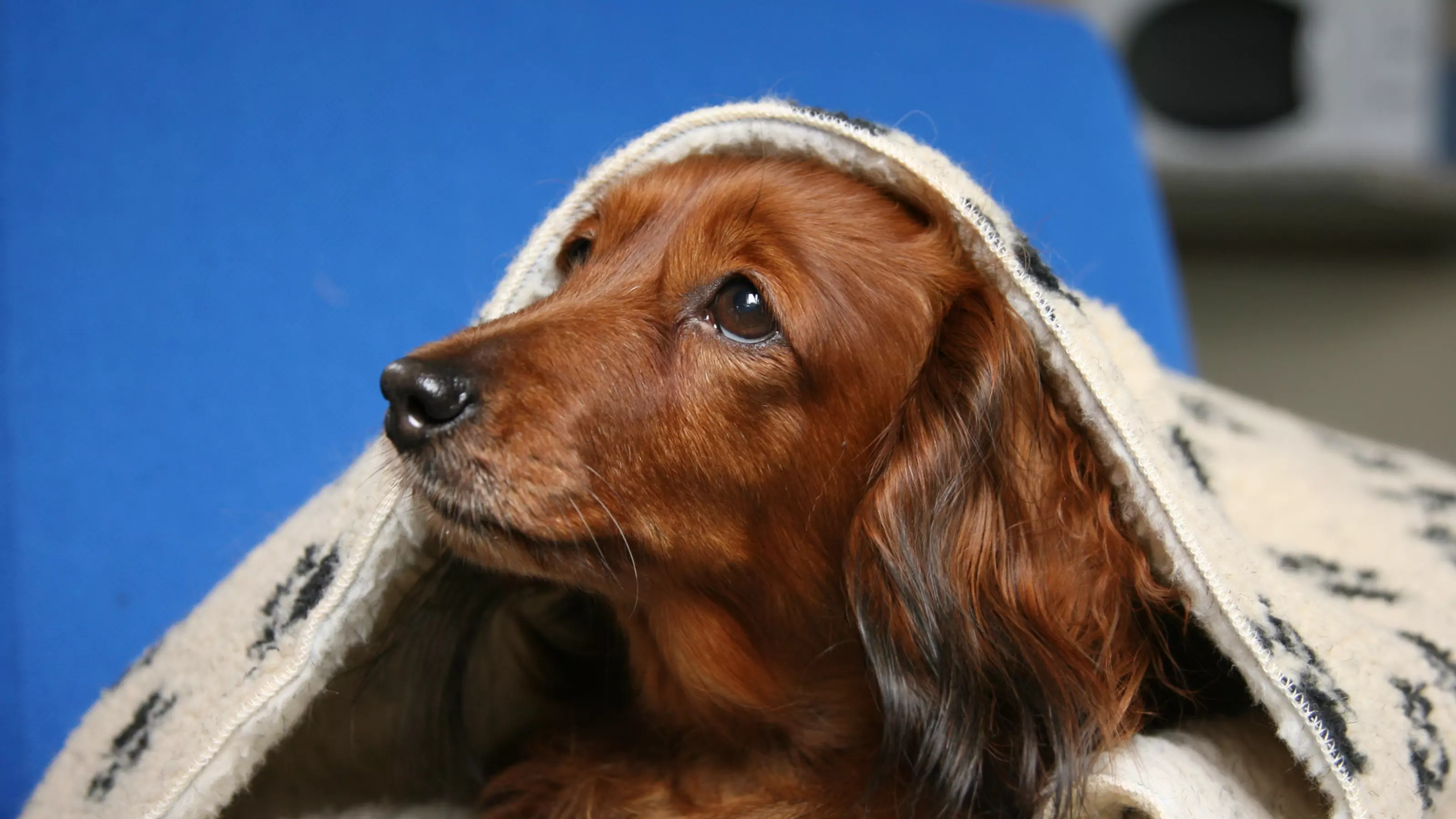 Dog has anxiety during thunderstorms best sale